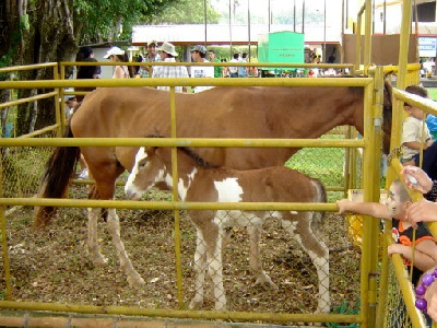 Feria América Tropical EARTH